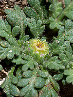 Gymnostyles stolonifera