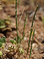 Hainardia cylindrica