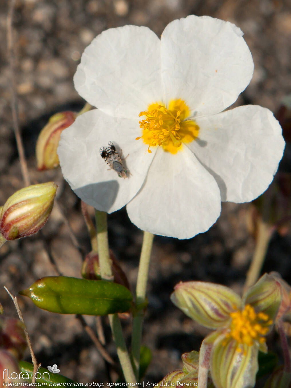 Helianthemum apenninum