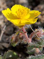 Helianthemum marifolium