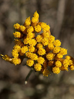 Helichrysum italicum