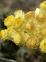 Helichrysum stoechas