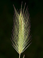 Hordeum geniculatum