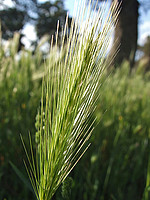 Hordeum murinum