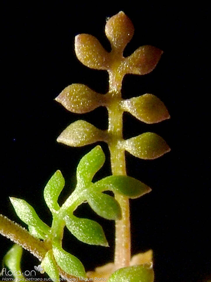 Hornungia petraea petraea - Folha | Miguel Porto; CC BY-NC 4.0