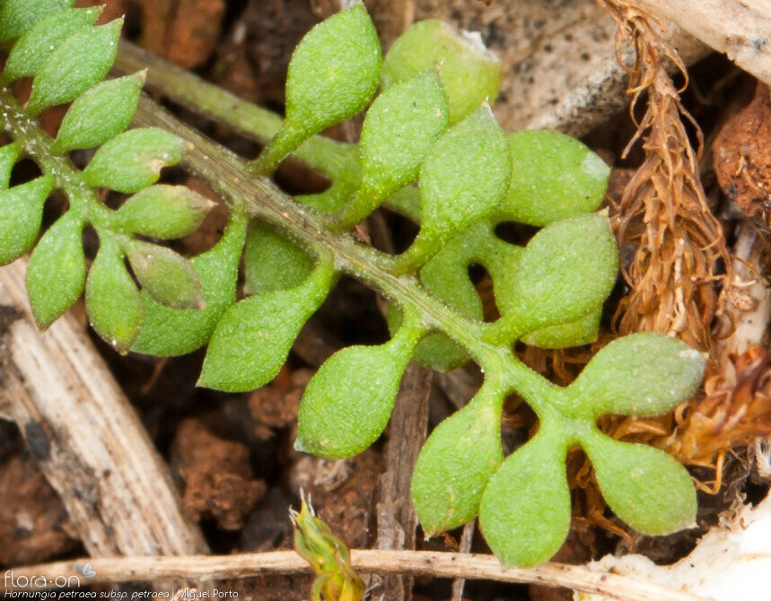 Hornungia petraea petraea - Folha | Miguel Porto; CC BY-NC 4.0