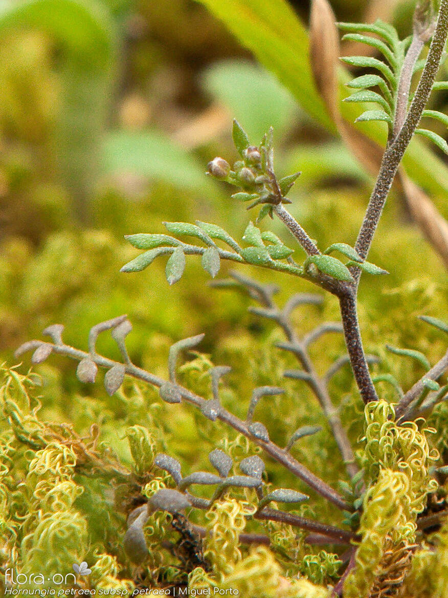 Hornungia petraea petraea - Folha | Miguel Porto; CC BY-NC 4.0