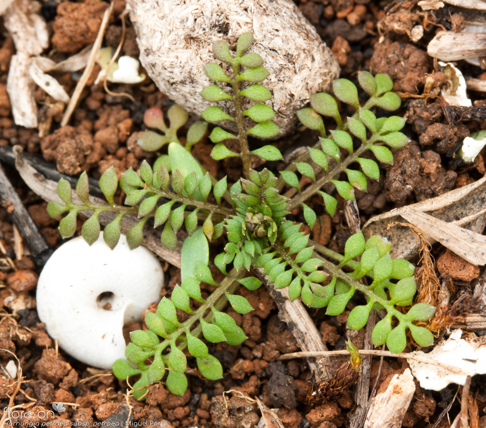 Hornungia petraea petraea - Folha (geral) | Miguel Porto; CC BY-NC 4.0