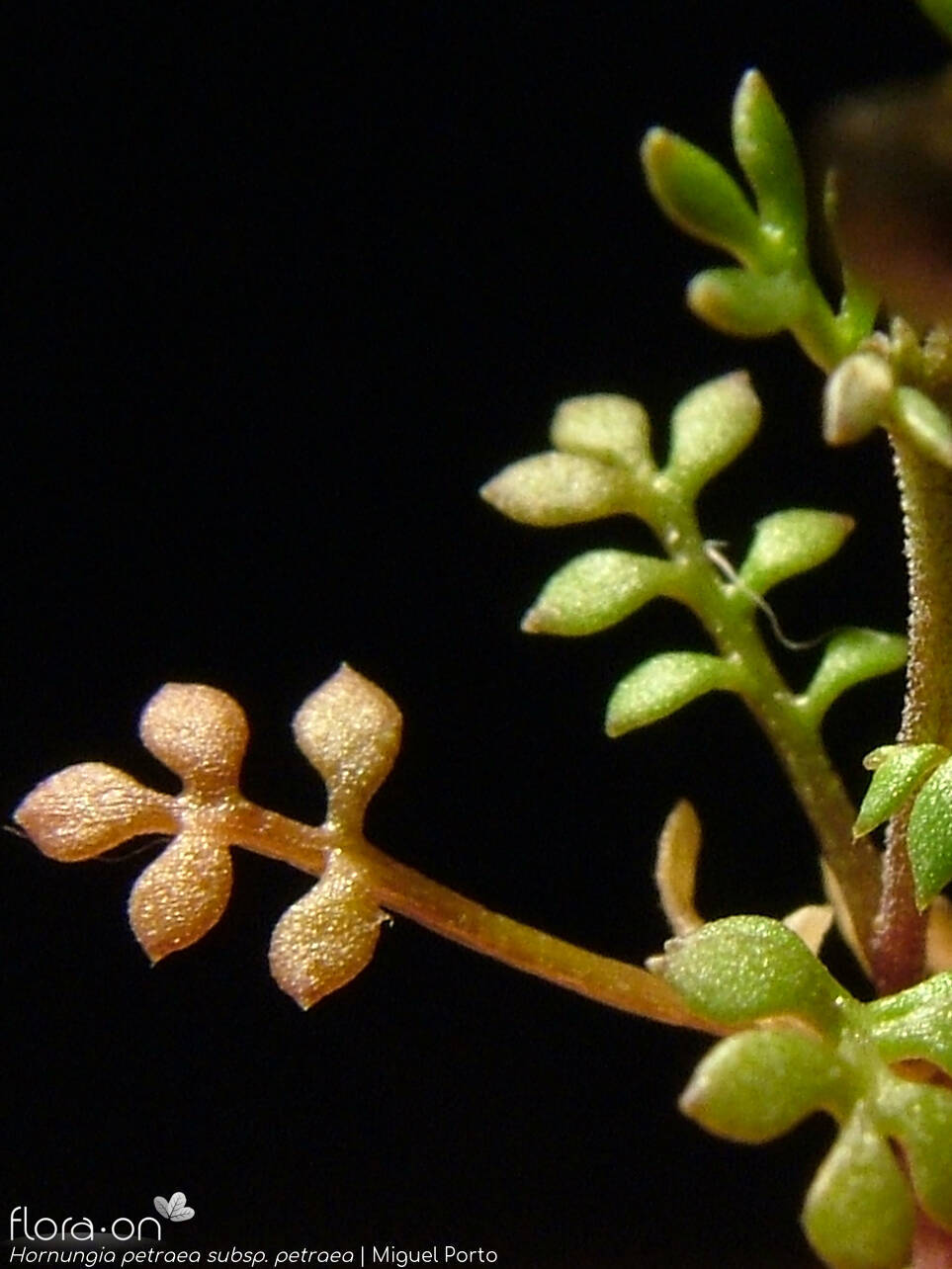 Hornungia petraea petraea - Folha | Miguel Porto; CC BY-NC 4.0