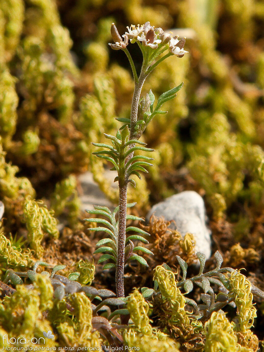 Hornungia petraea petraea - Hábito | Miguel Porto; CC BY-NC 4.0