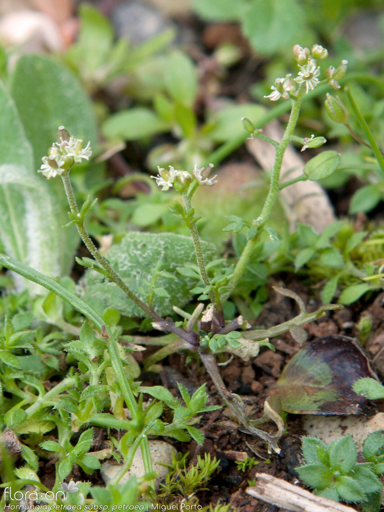Hornungia petraea petraea - Hábito | Miguel Porto; CC BY-NC 4.0