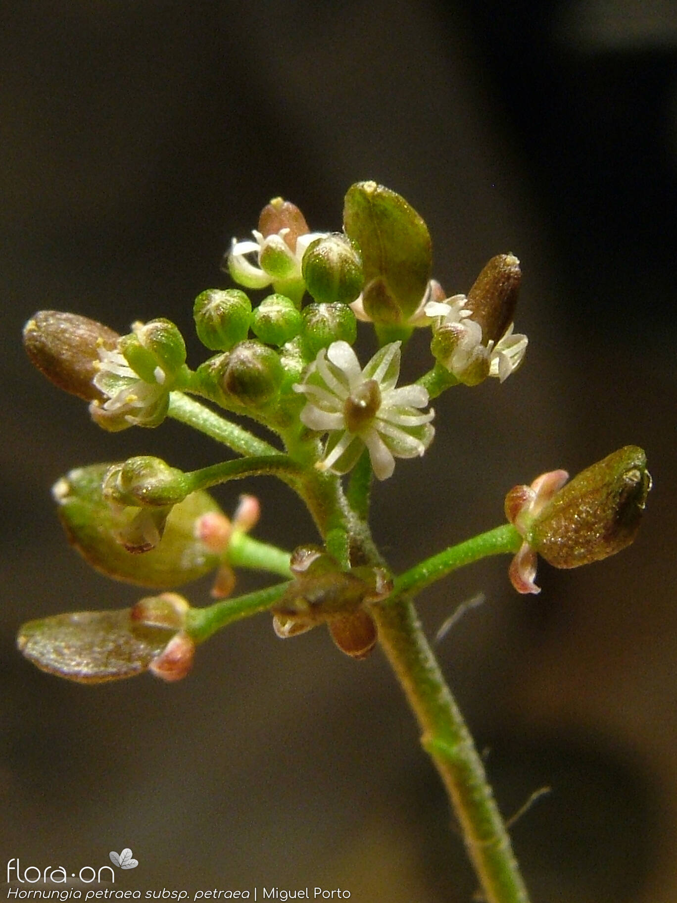 Hornungia petraea petraea - Flor (geral) | Miguel Porto; CC BY-NC 4.0