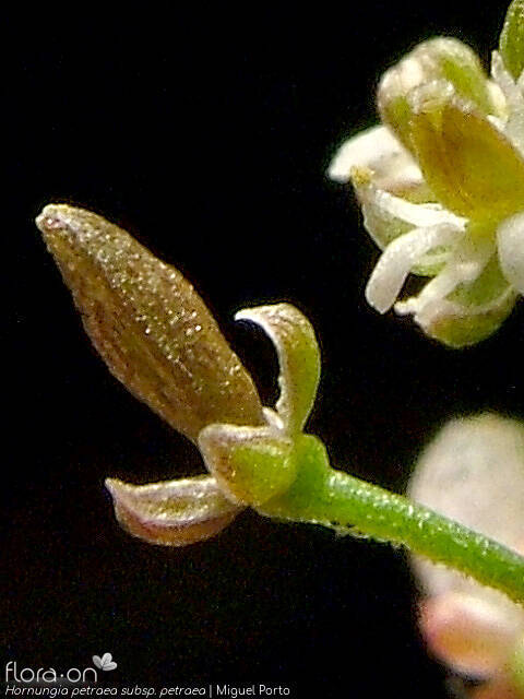 Hornungia petraea petraea - Fruto | Miguel Porto; CC BY-NC 4.0