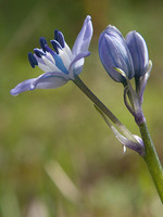 Hyacinthoides vicentina