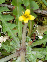 Hyoseris scabra
