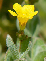 Hypericum elodes
