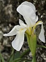 Iris albicans