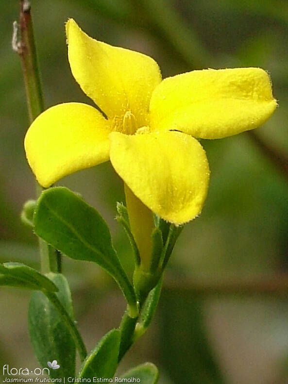 Jasminum fruticans