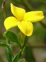 Jasminum fruticans