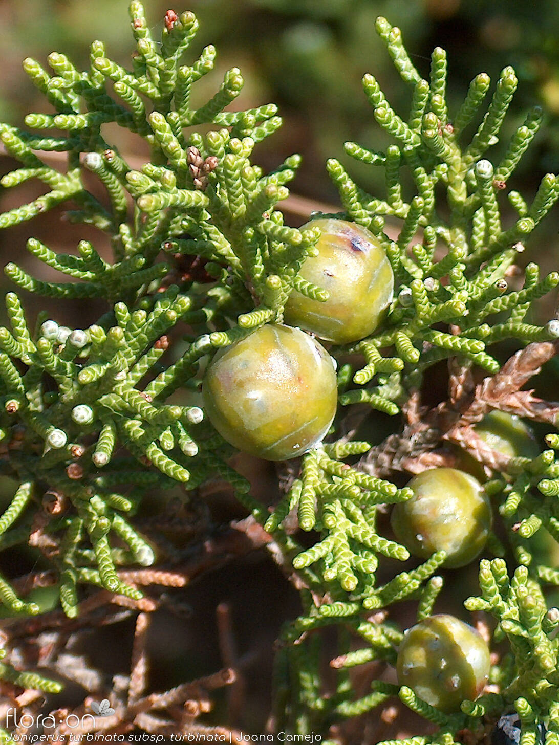 Juniperus turbinata