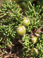 Juniperus turbinata