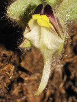 Kickxia spuria