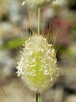 Lagurus ovatus