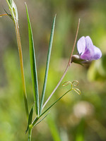 Lathyrus angulatus