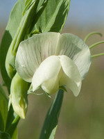 Lathyrus ochrus