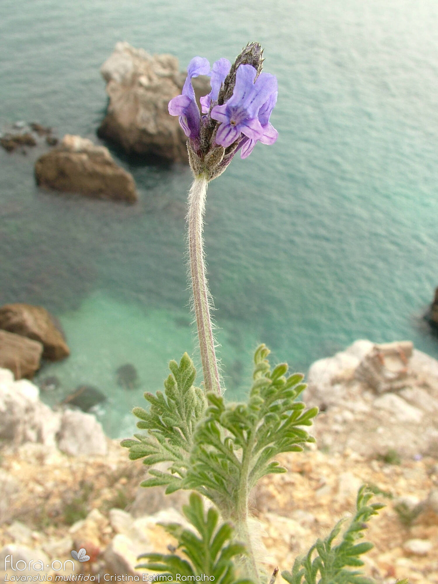 Lavandula multifida