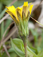 Leontodon tuberosus