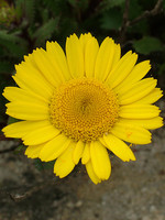 Lepidophorum repandum