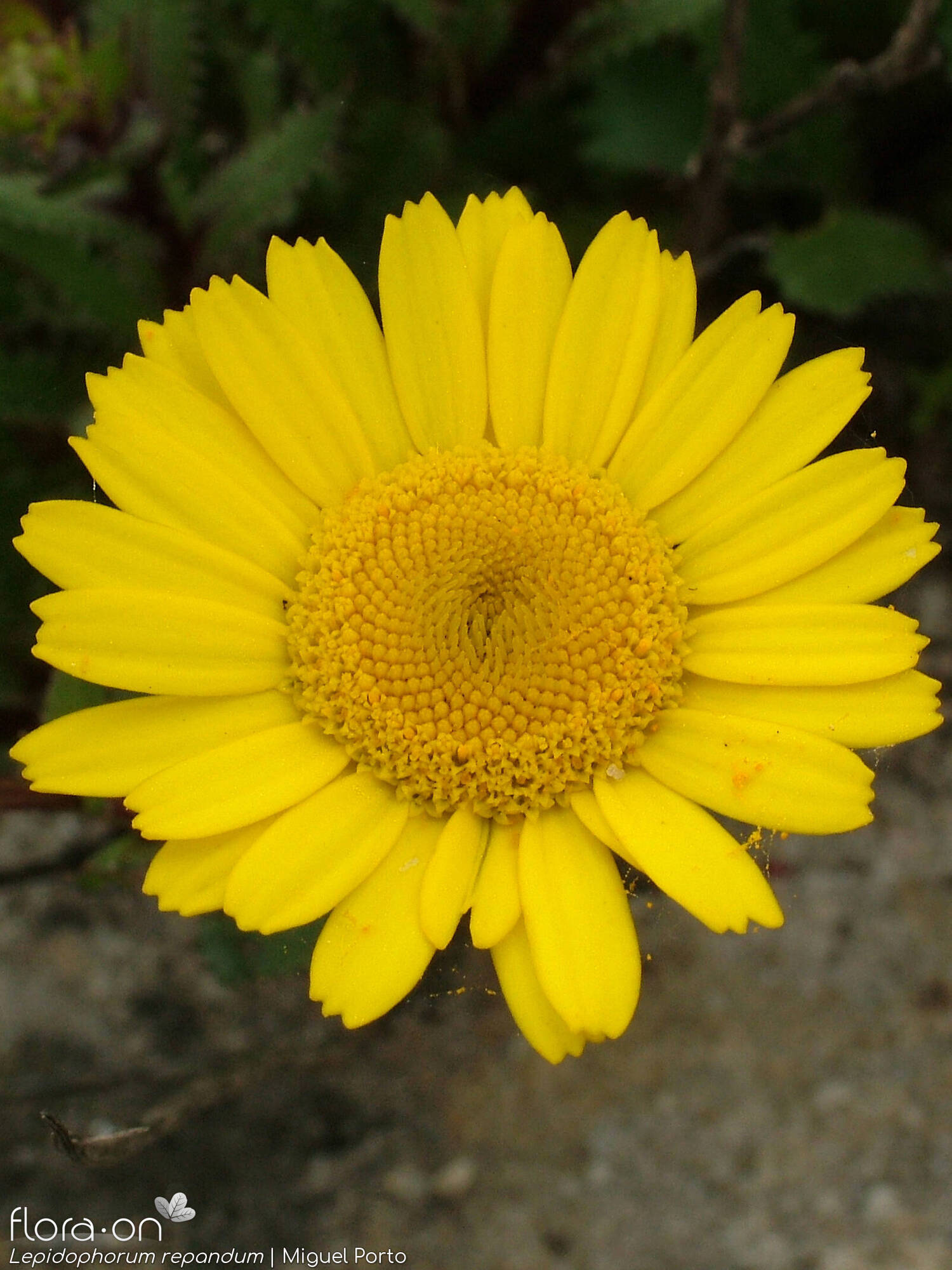 Lepidophorum repandum - Capítulo | Miguel Porto; CC BY-NC 4.0