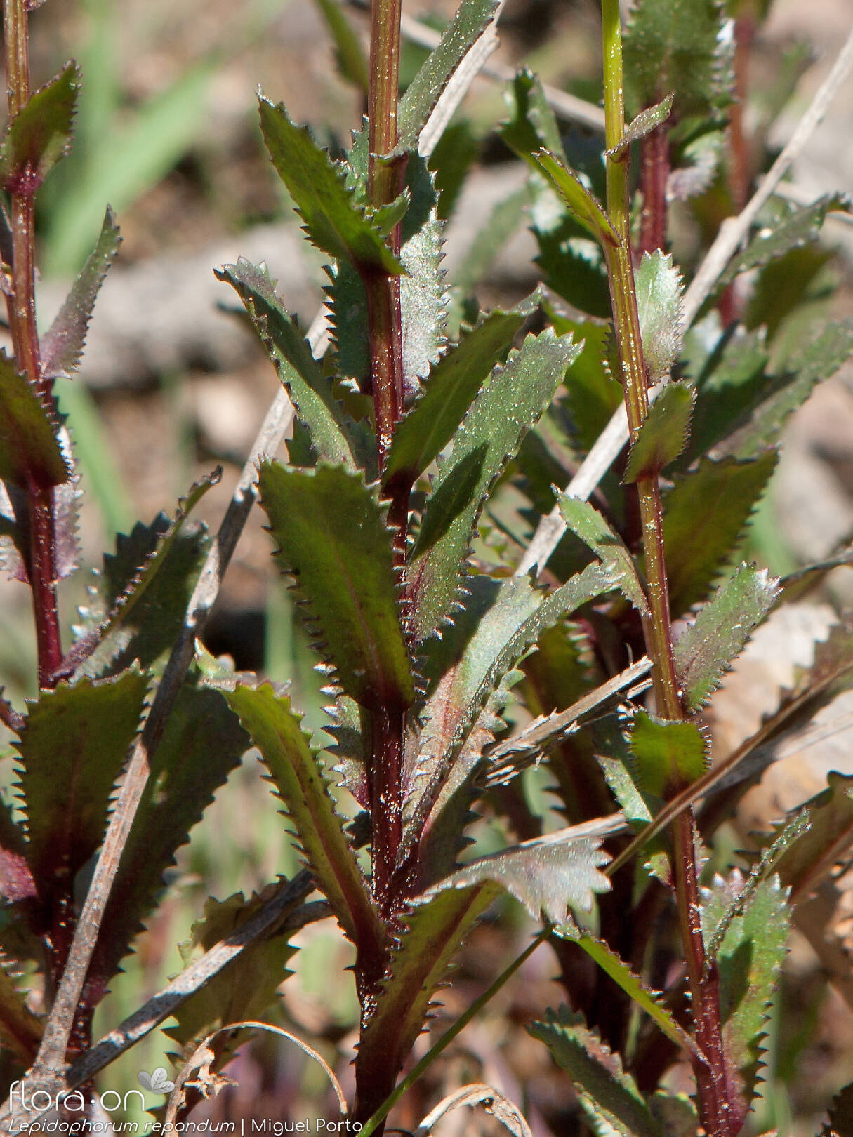 Lepidophorum repandum - Folha | Miguel Porto; CC BY-NC 4.0