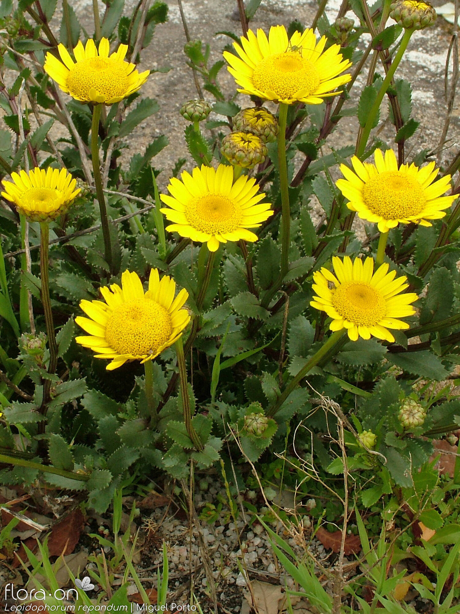 Lepidophorum repandum - Hábito | Miguel Porto; CC BY-NC 4.0