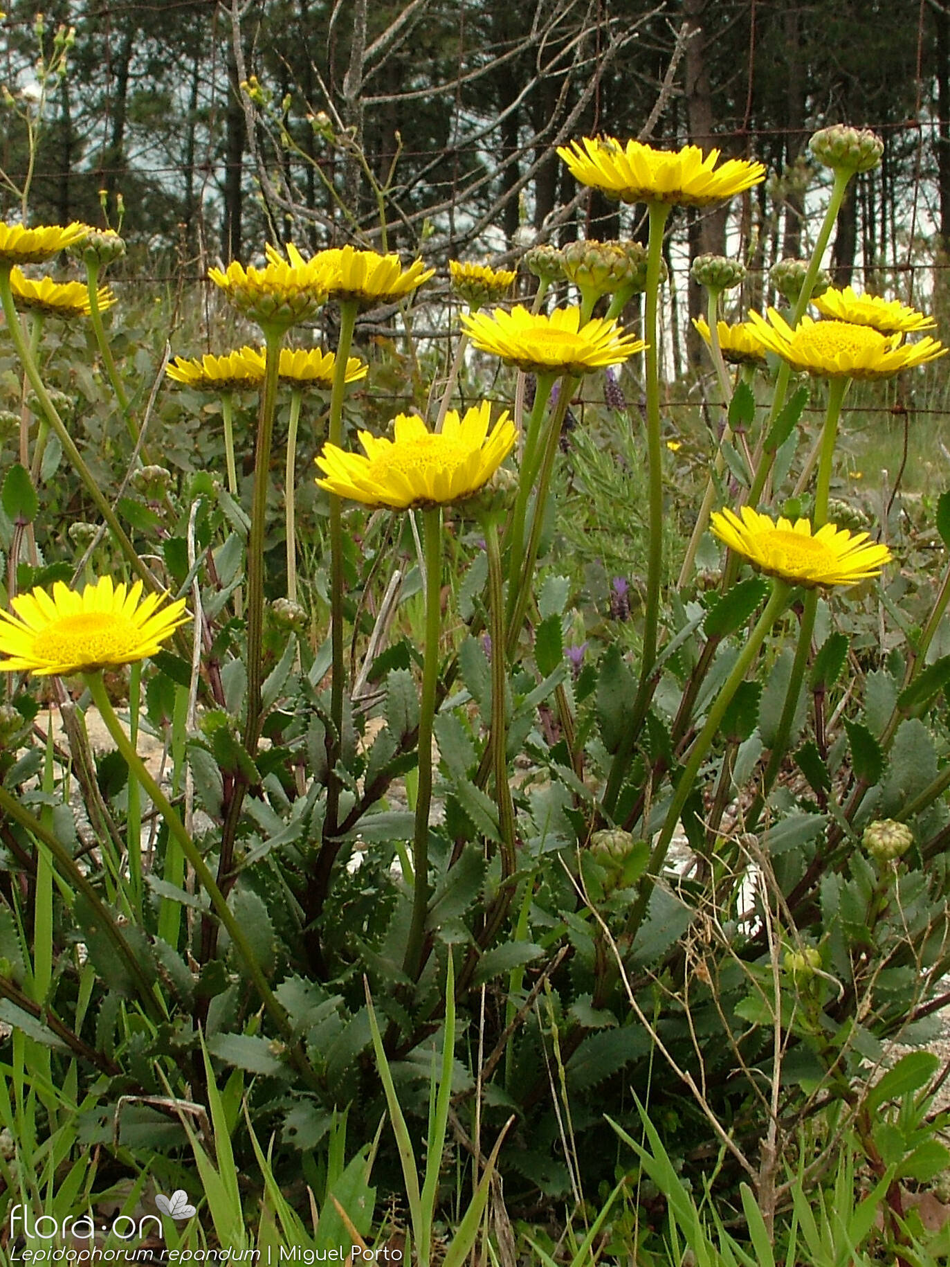 Lepidophorum repandum - Hábito | Miguel Porto; CC BY-NC 4.0