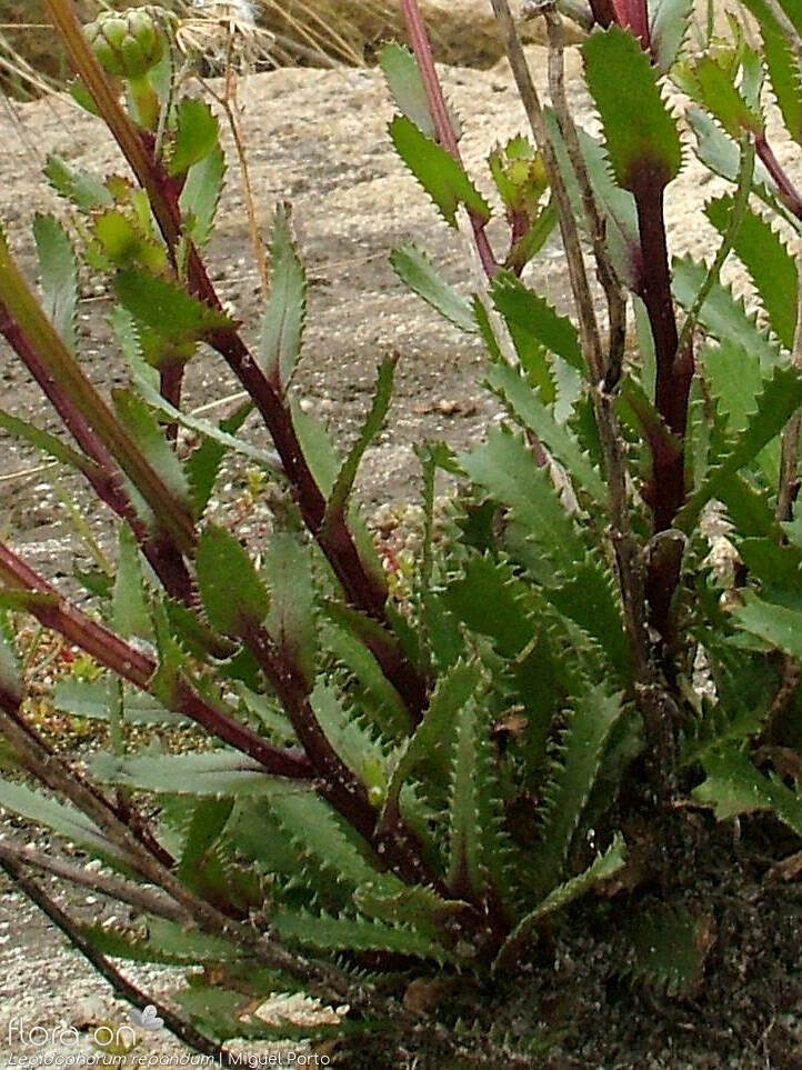 Lepidophorum repandum - Folha | Miguel Porto; CC BY-NC 4.0