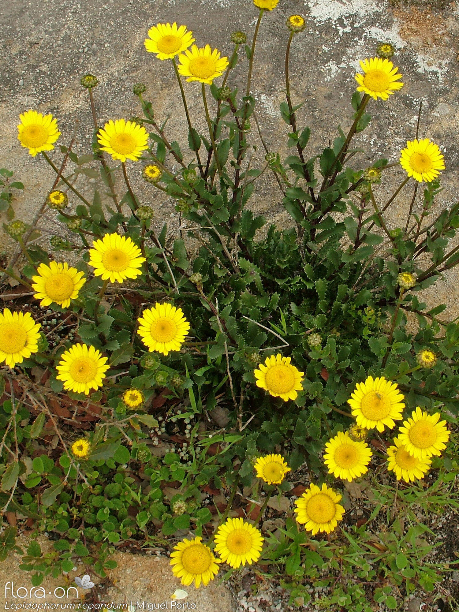 Lepidophorum repandum - Hábito | Miguel Porto; CC BY-NC 4.0