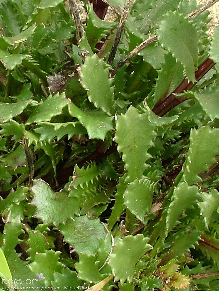Lepidophorum repandum - Folha | Miguel Porto; CC BY-NC 4.0