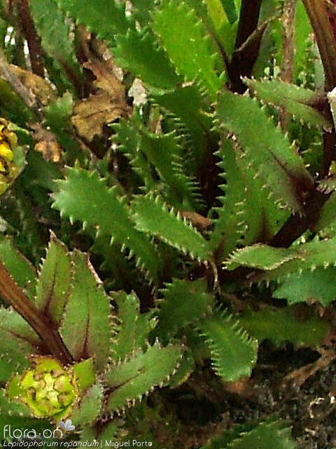 Lepidophorum repandum - Folha | Miguel Porto; CC BY-NC 4.0