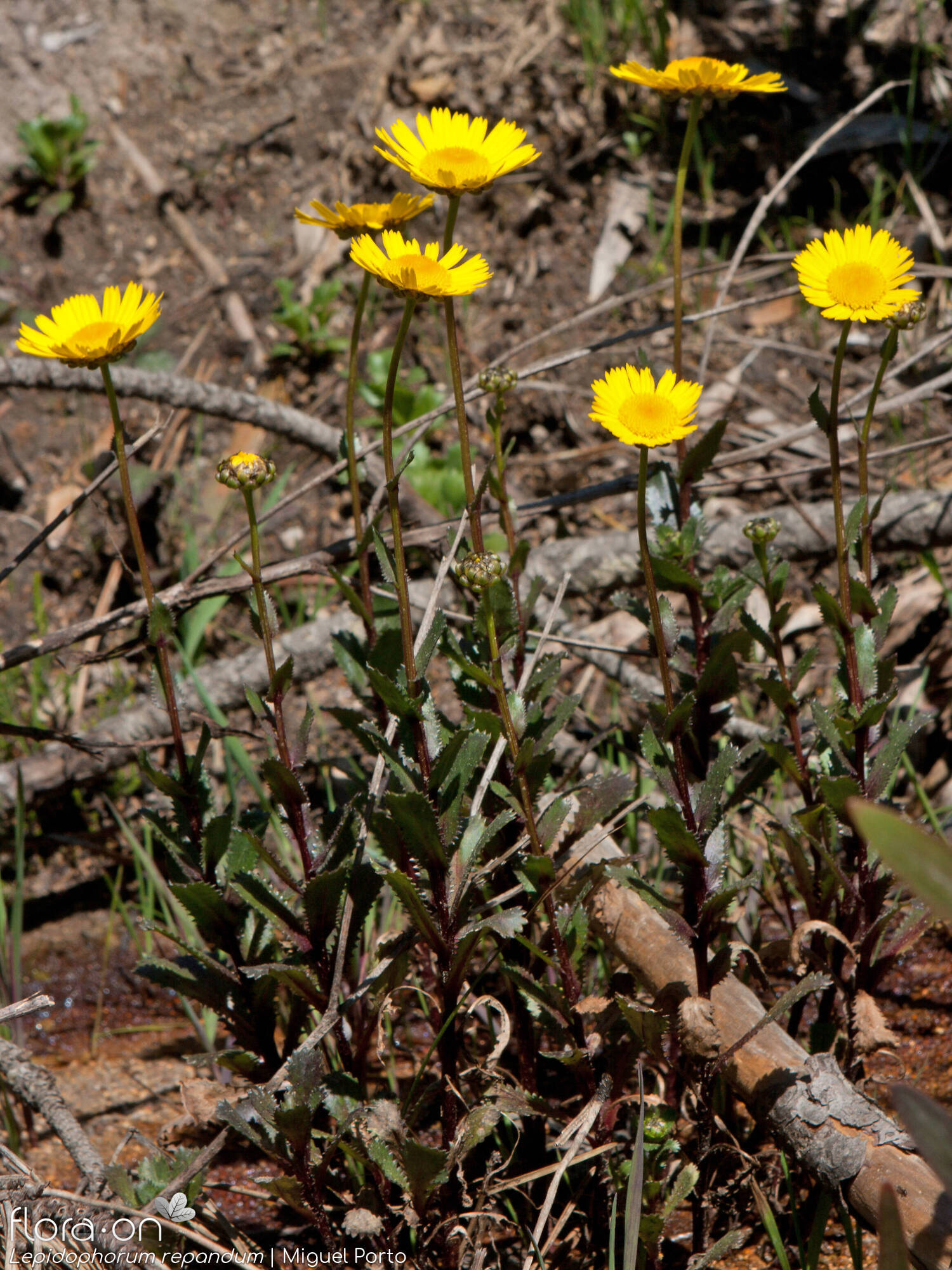 Lepidophorum repandum - Hábito | Miguel Porto; CC BY-NC 4.0