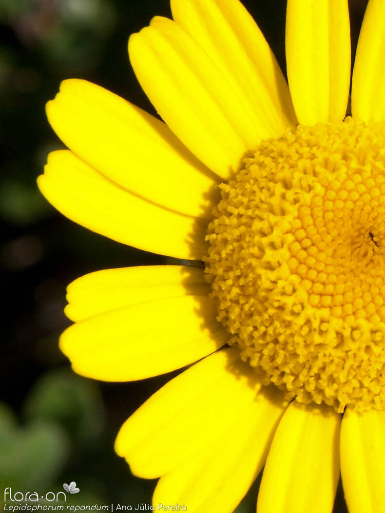 Lepidophorum repandum - Flor (close-up) | Ana Júlia Pereira; CC BY-NC 4.0