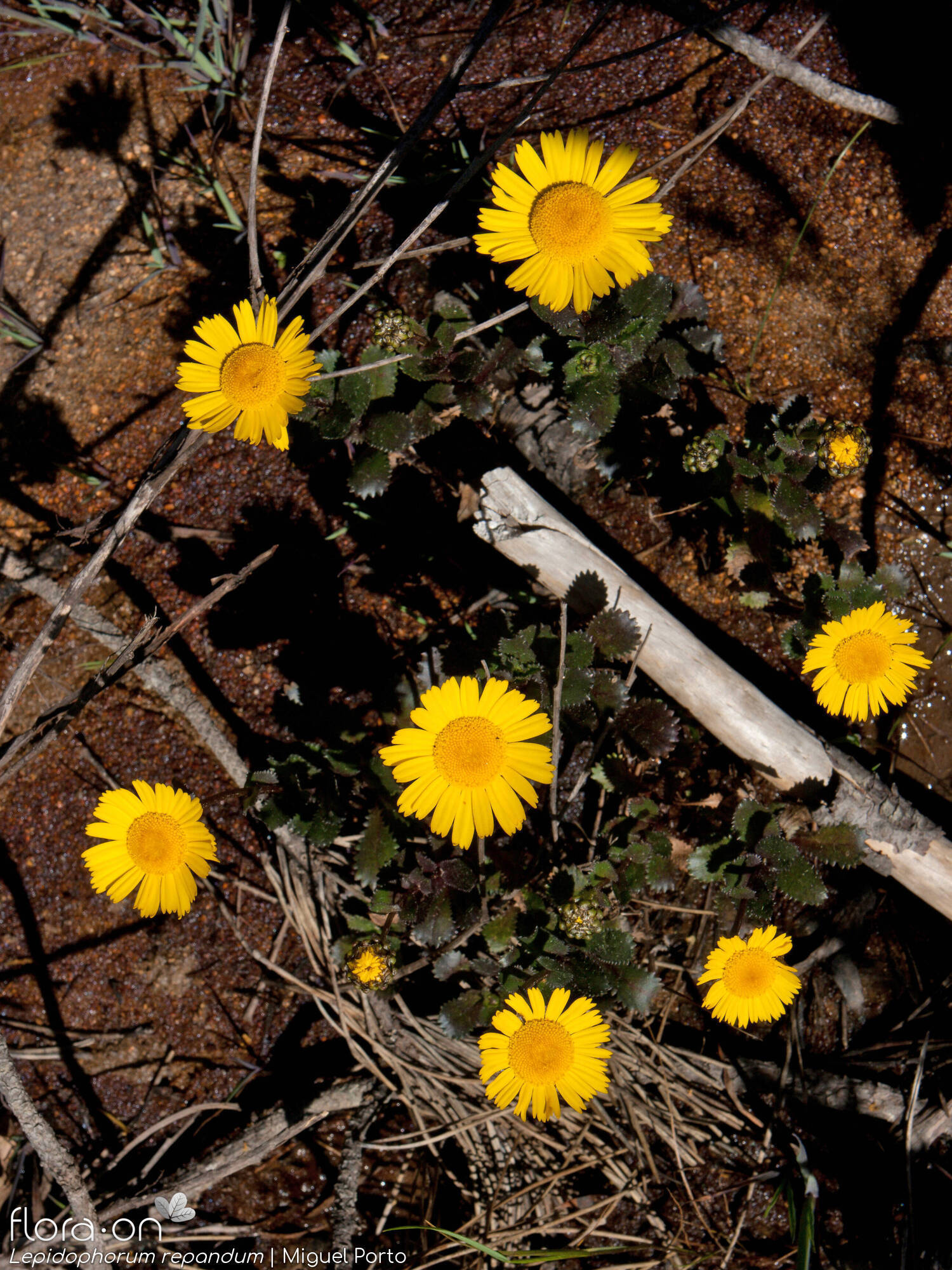 Lepidophorum repandum - Hábito | Miguel Porto; CC BY-NC 4.0