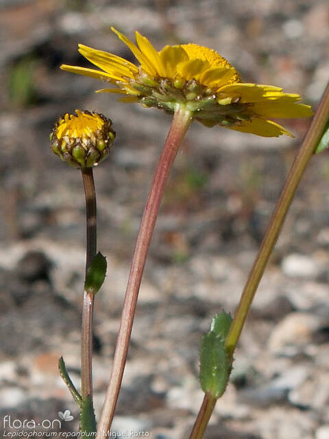 Lepidophorum repandum - Flor (geral) | Miguel Porto; CC BY-NC 4.0