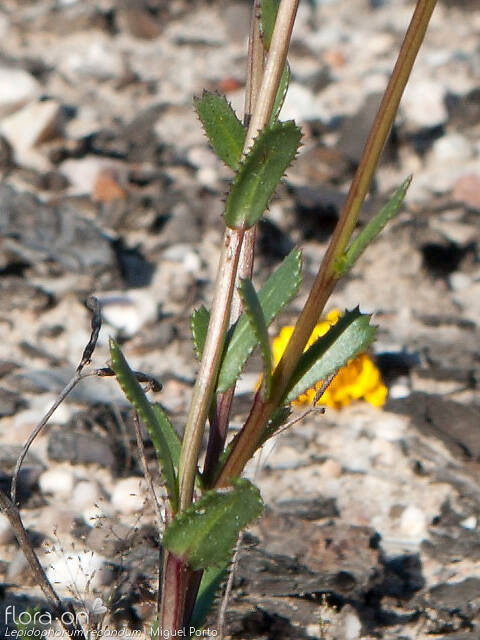 Lepidophorum repandum - Caule | Miguel Porto; CC BY-NC 4.0