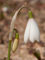 Leucojum trichophyllum