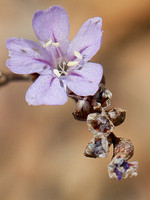 Limonium virgatum
