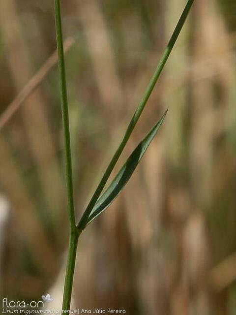 Linum trigynum - Folha | Ana Júlia Pereira; CC BY-NC 4.0