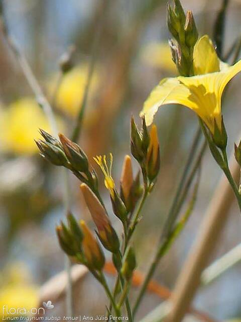 Linum trigynum - Flor (geral) | Ana Júlia Pereira; CC BY-NC 4.0