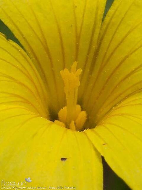 Linum trigynum - Estruturas reprodutoras | Ana Júlia Pereira; CC BY-NC 4.0